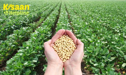 खरीफ फसल के लिए सोयाबीन की सबसे अच्छी उपज देने वाली 5 उन्नतशील किस्में, जानिए इनकी विशेषताएं और उपज के बारे में